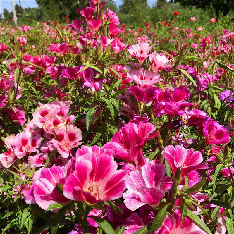 古代稀种子送春花别春花种籽四季播种花种子阳台盆栽易种植物