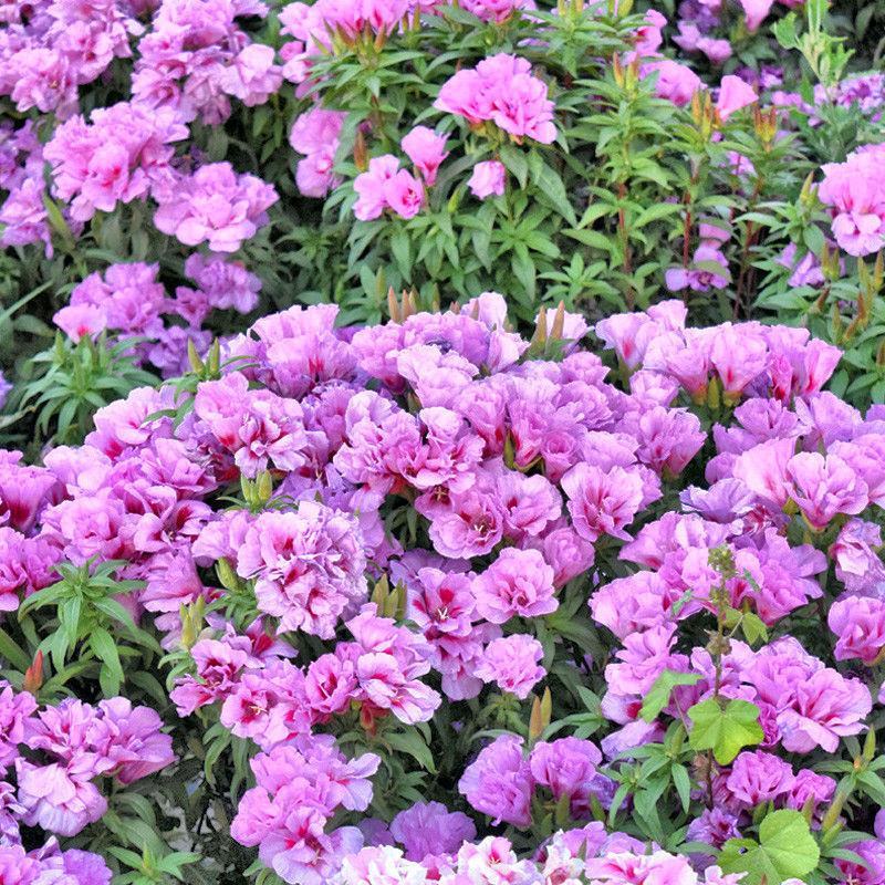 古代稀种子送春花别春花种籽四季播种花种子阳台盆栽易种植物