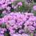 古代稀种子送春花别春花种籽四季播种花种子阳台盆栽易种植物