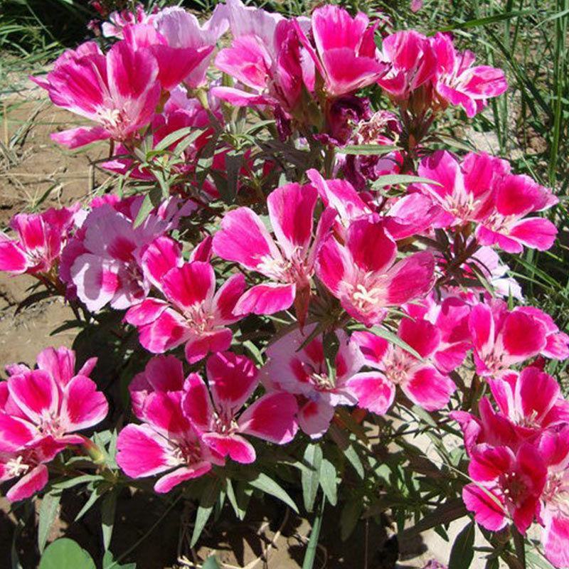 古代稀种子送春花别春花种籽四季播种花种子阳台盆栽易种植物