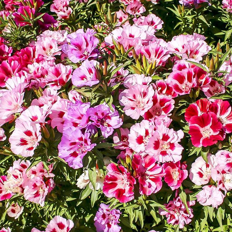 古代稀种子送春花别春花种籽四季播种花种子阳台盆栽易种植物