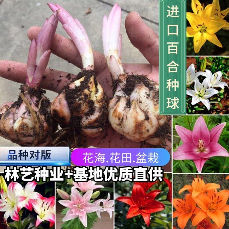 香水百合种球四季花卉好养易活盆栽室内花植物种子浓香百合花