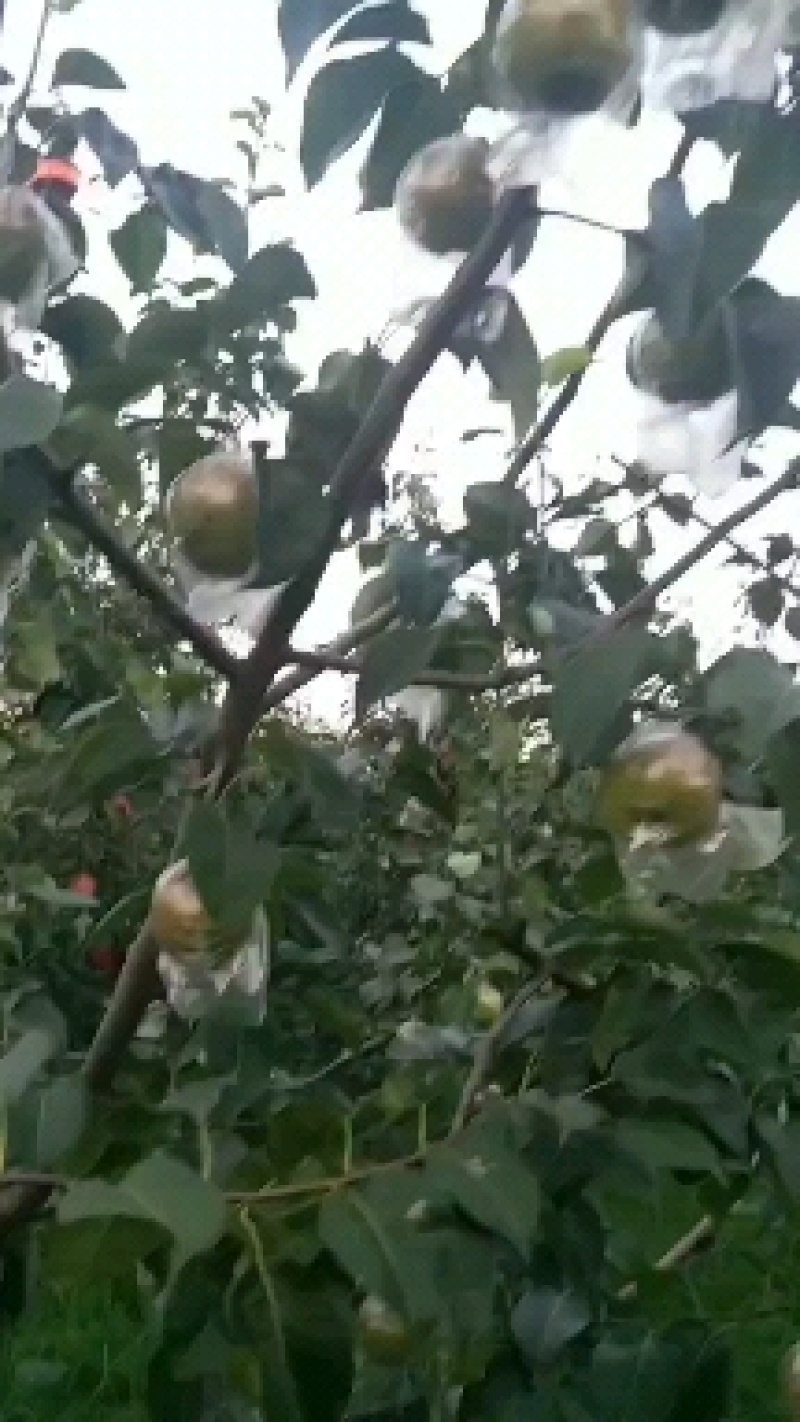 玉露香雨露梨大量供应中，个头大果核小，皮薄汁多，甜度高