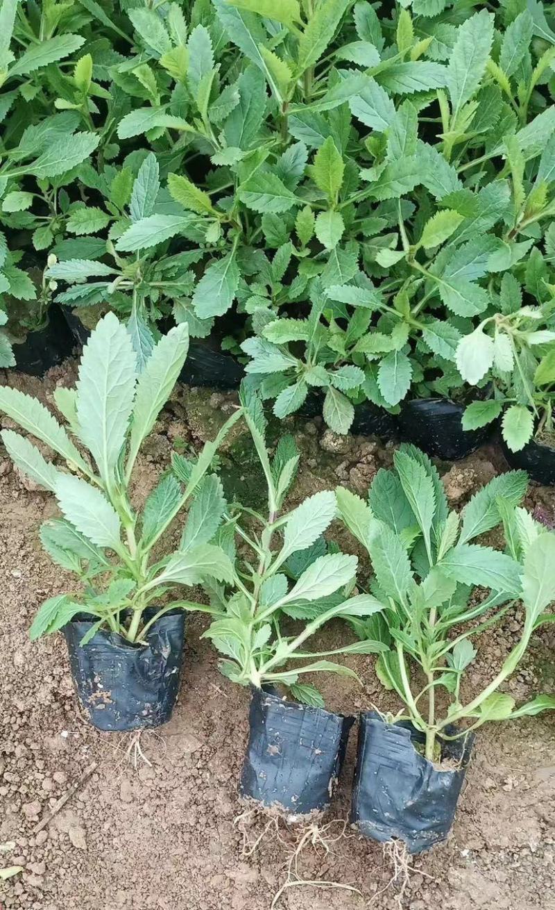 花镜植物柳叶马鞭草盆栽苗多年生宿根庭院观赏花卉植物盆栽