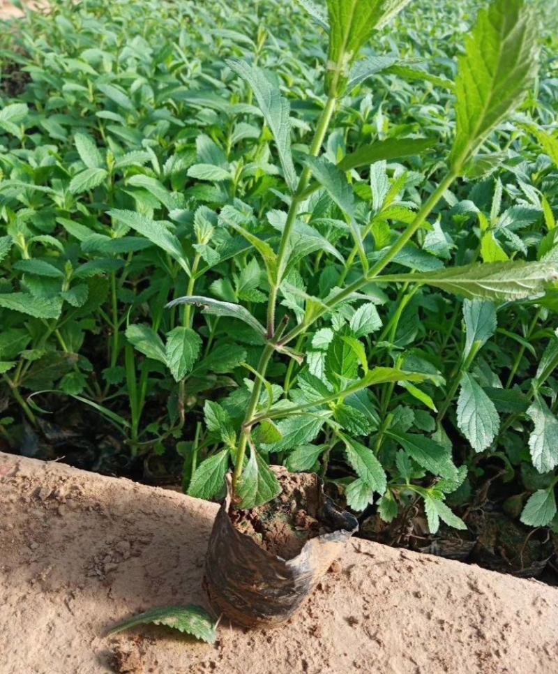 花镜植物柳叶马鞭草盆栽苗多年生宿根庭院观赏花卉植物盆栽