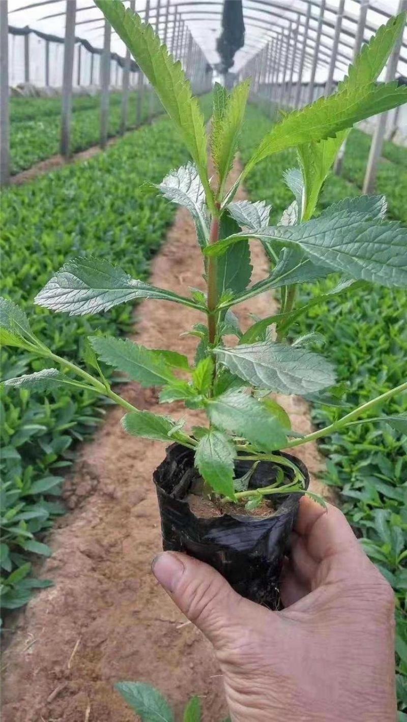 花镜植物柳叶马鞭草盆栽苗多年生宿根庭院观赏花卉植物盆栽