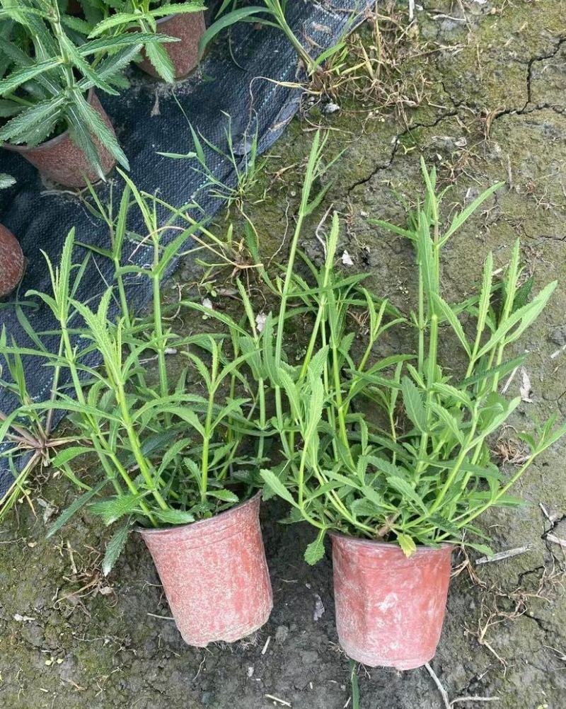 花镜植物柳叶马鞭草盆栽苗多年生宿根庭院观赏花卉植物盆栽