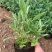 花镜植物柳叶马鞭草盆栽苗多年生宿根庭院观赏花卉植物盆栽