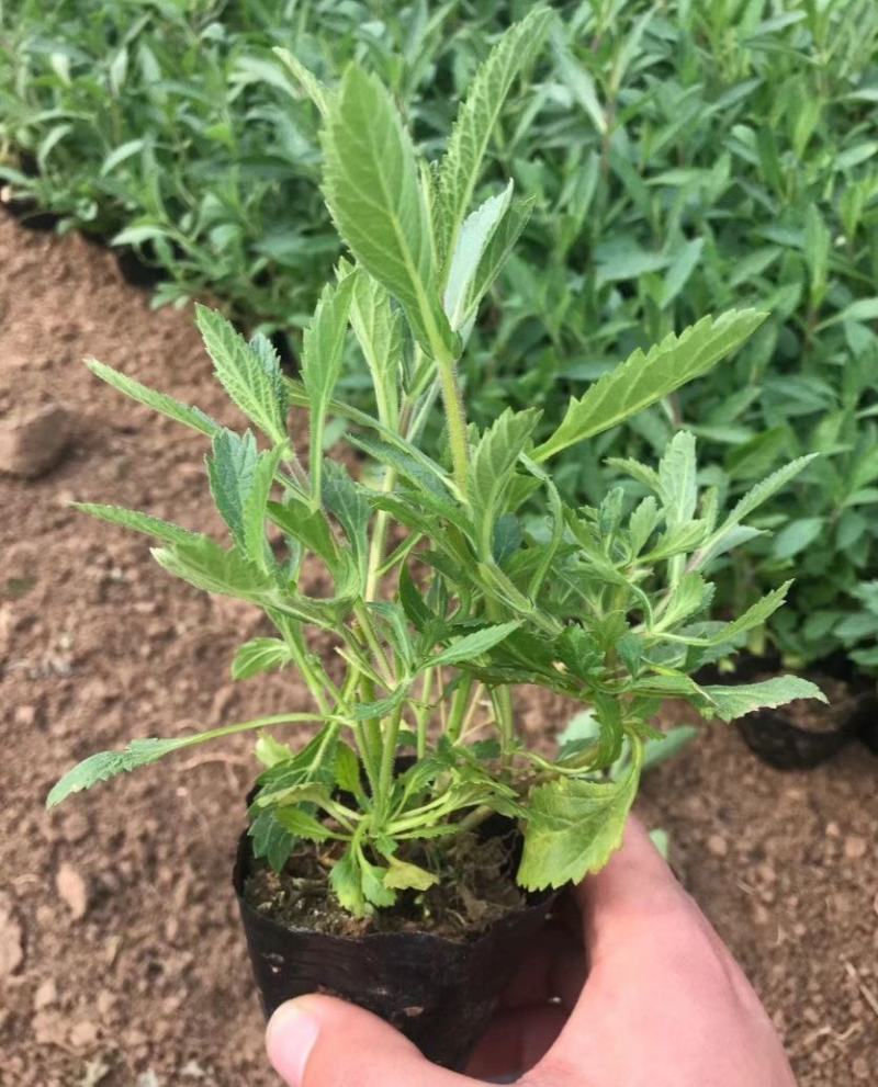 花镜植物柳叶马鞭草盆栽苗多年生宿根庭院观赏花卉植物盆栽