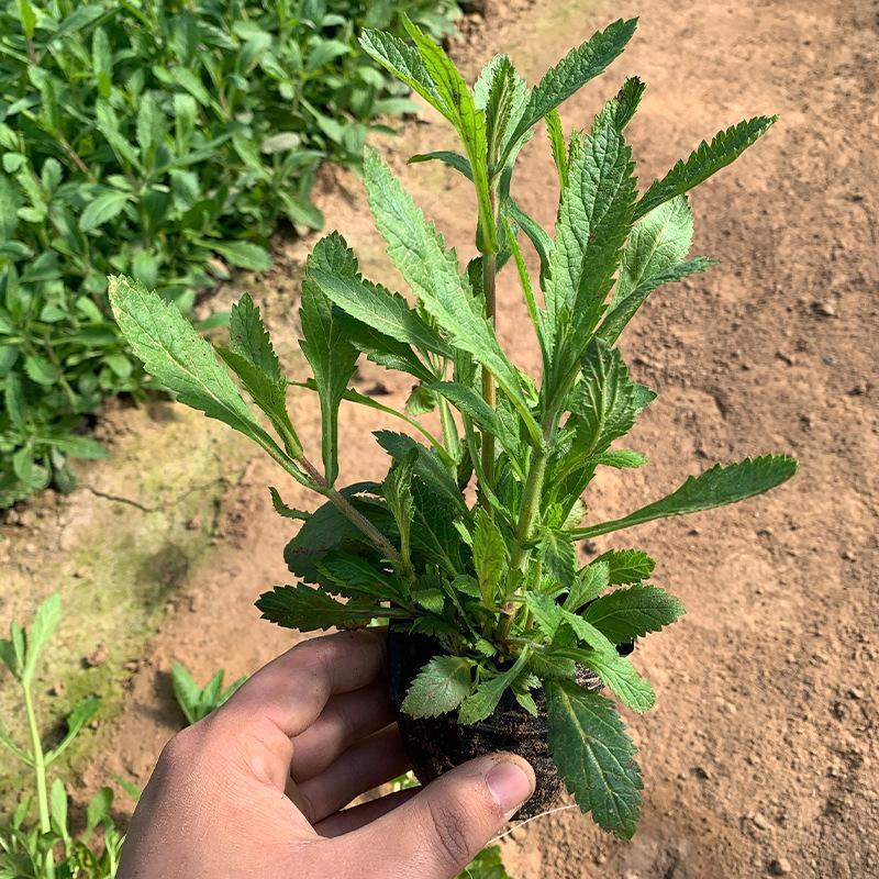 花镜植物柳叶马鞭草盆栽苗多年生宿根庭院观赏花卉植物盆栽
