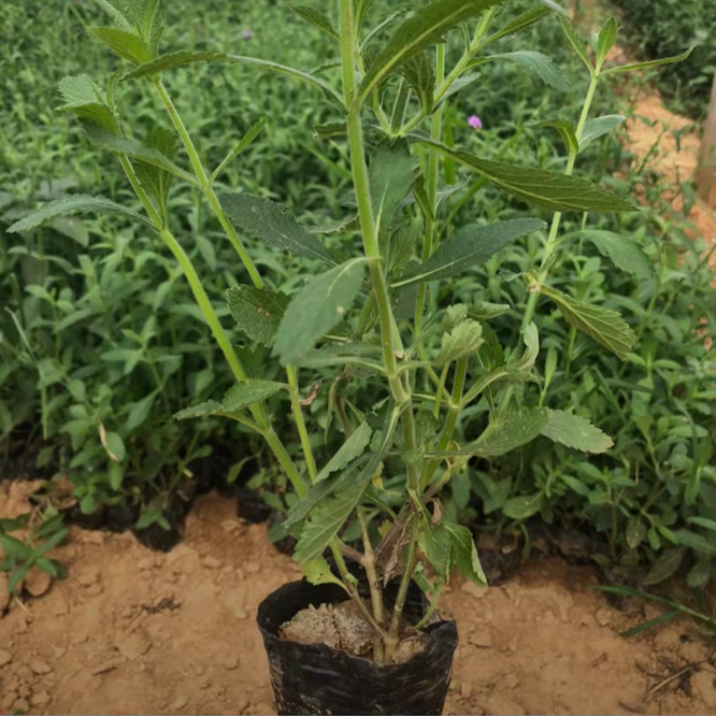 花镜植物柳叶马鞭草盆栽苗多年生宿根庭院观赏花卉植物盆栽