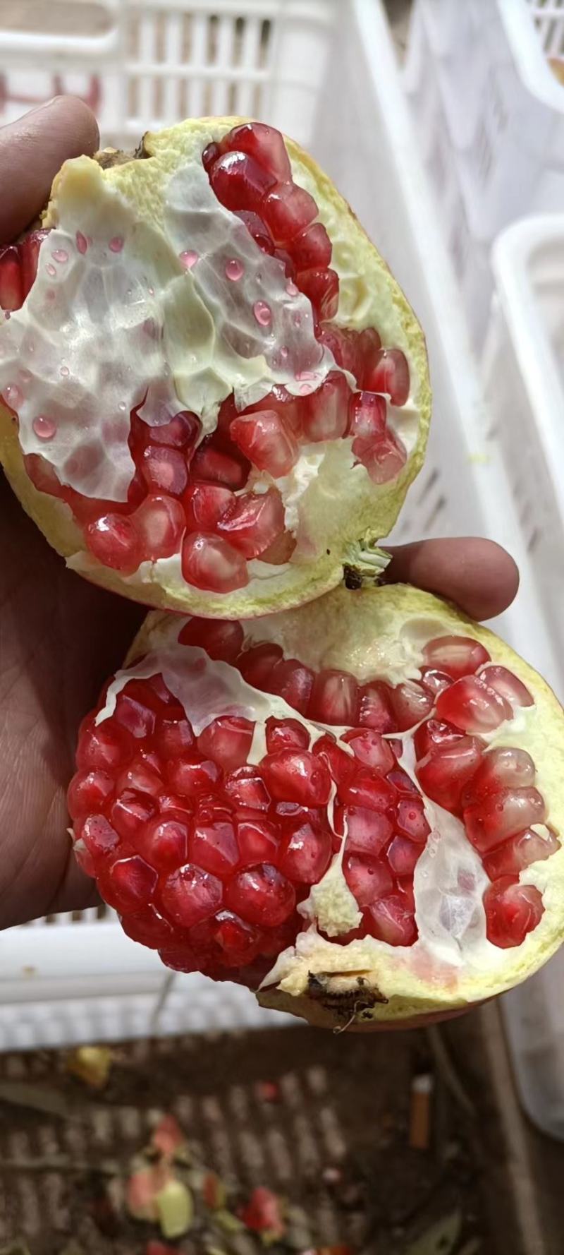 突尼斯软籽石榴