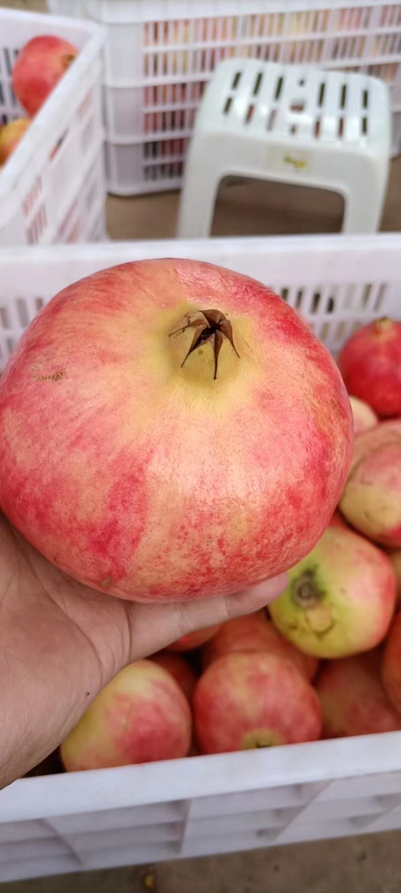 突尼斯软籽石榴