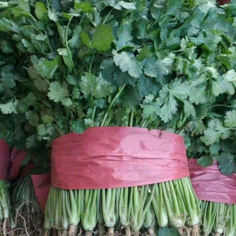 《精品》大叶香菜20~30厘米，产地发货，质量保证