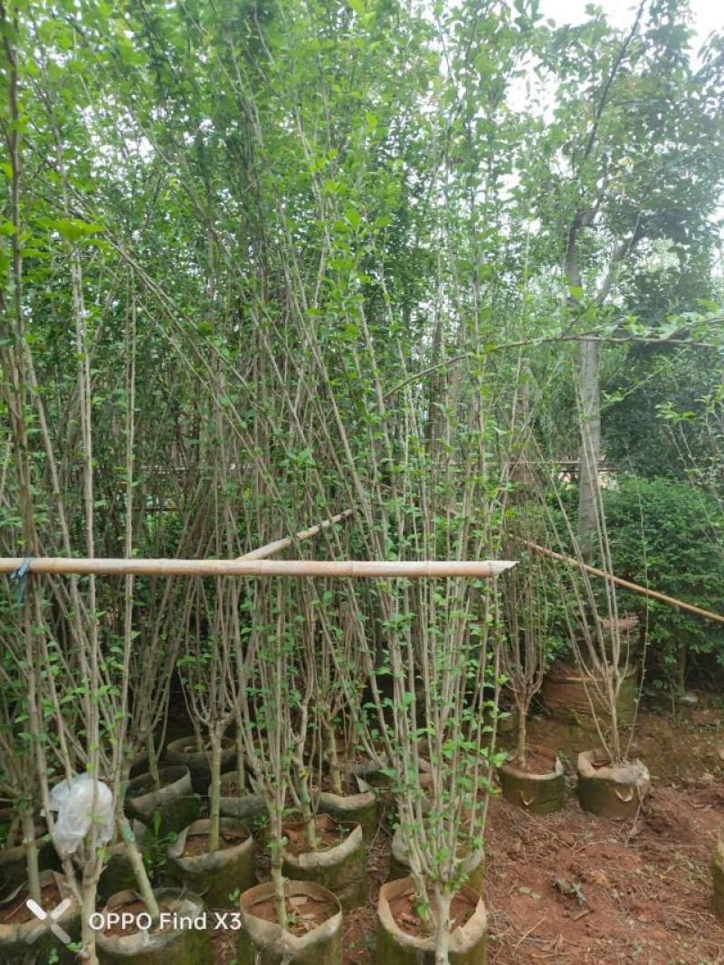 木槿袋苗大量供应。欢迎咨询选购。实地考察。
