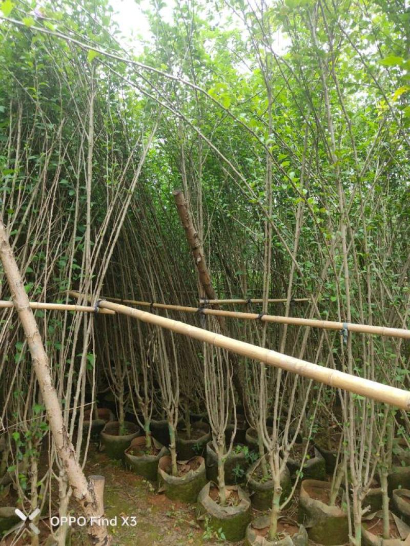 木槿袋苗大量供应。欢迎咨询选购。实地考察。