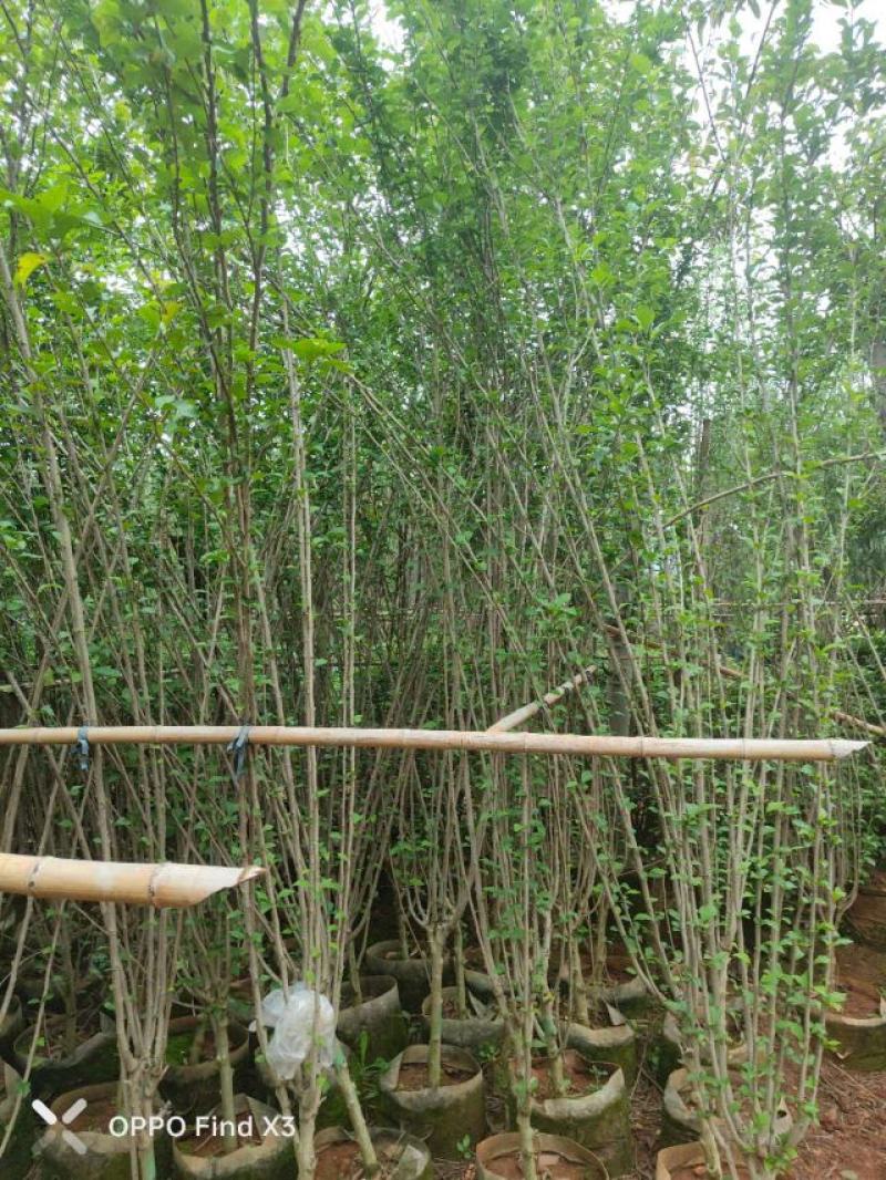 木槿袋苗大量供应。欢迎咨询选购。实地考察。