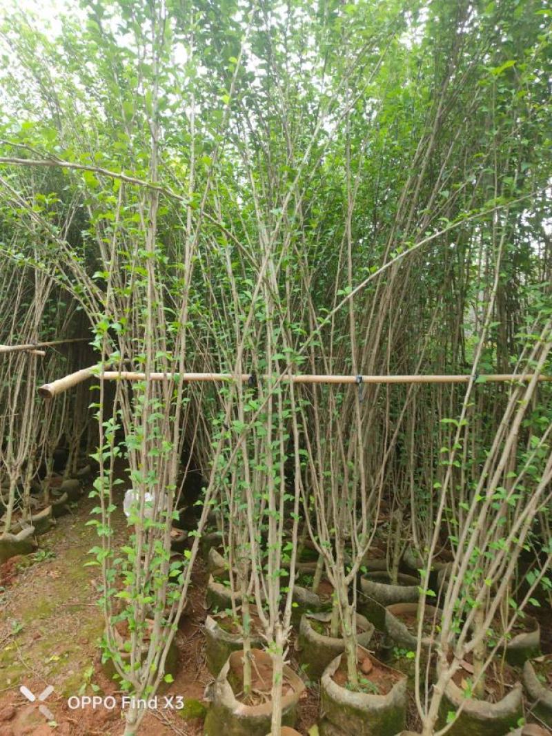木槿袋苗大量供应。欢迎咨询选购。实地考察。