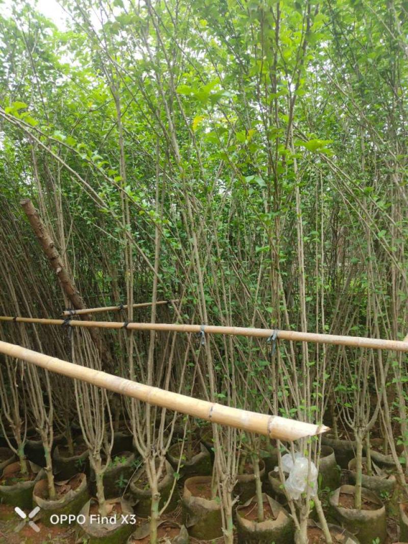 木槿袋苗大量供应。欢迎咨询选购。实地考察。