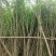 木槿袋苗大量供应。欢迎咨询选购。实地考察。
