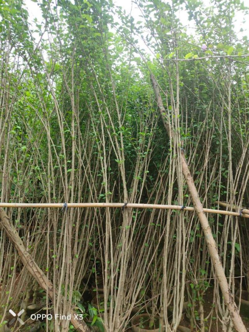 木槿袋苗大量供应。欢迎咨询选购。实地考察。