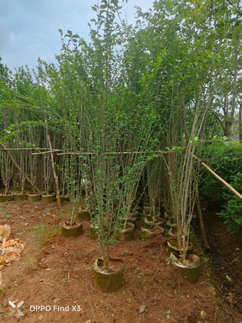 木槿袋苗大量供应。欢迎咨询选购。实地考察。