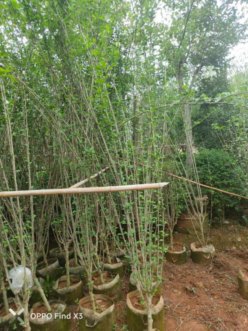 木槿袋苗大量供应。欢迎咨询选购。实地考察。