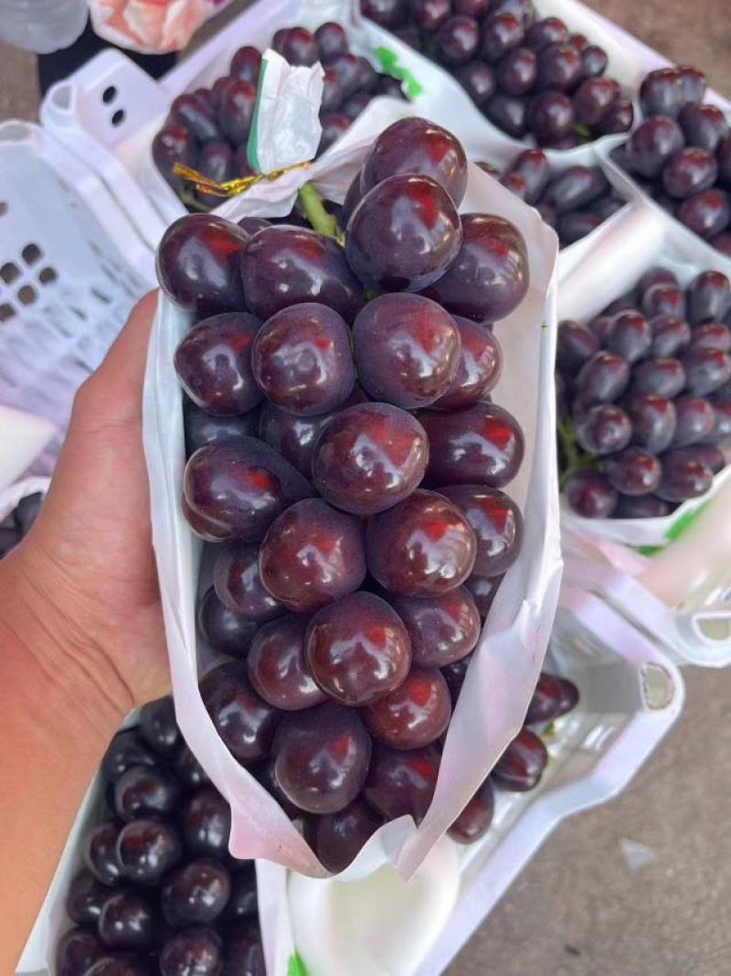 黑色阳光玫瑰