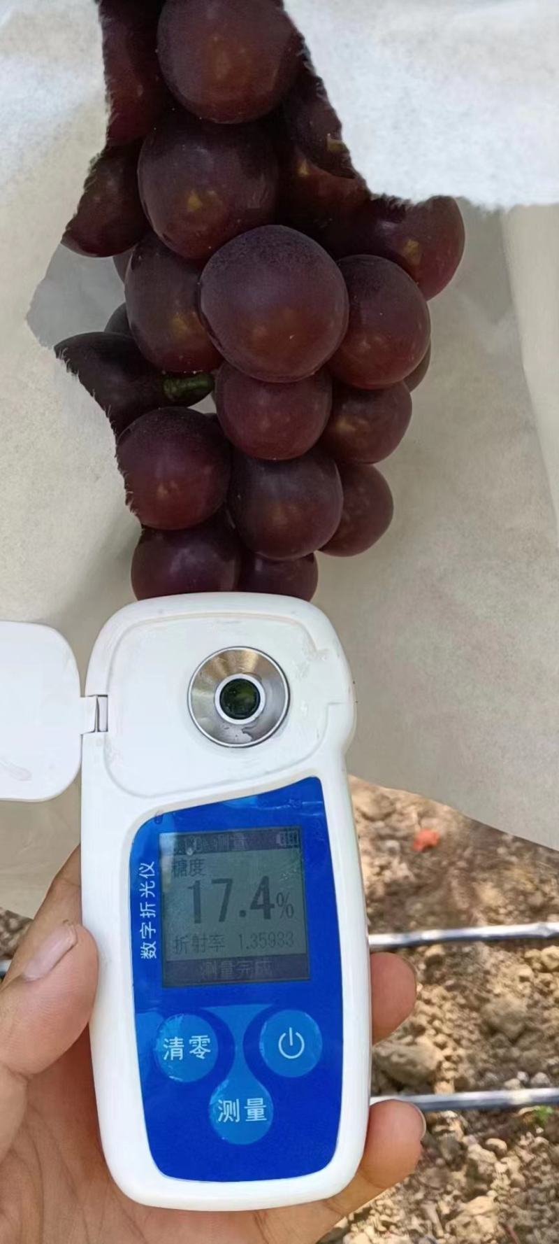 黑色阳光玫瑰