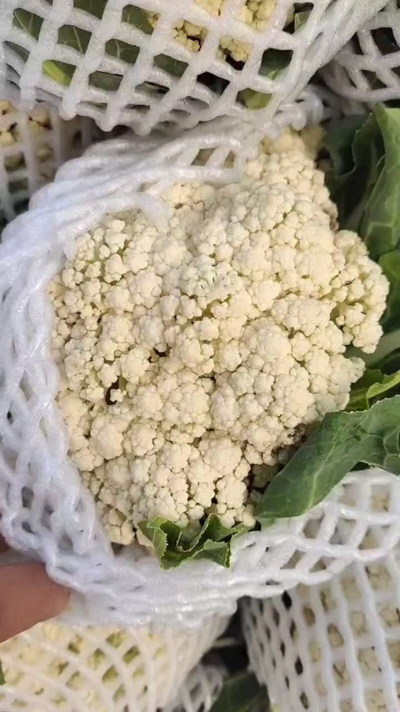 《精选》有机松花菜大量上市河北产地直供质量上乘