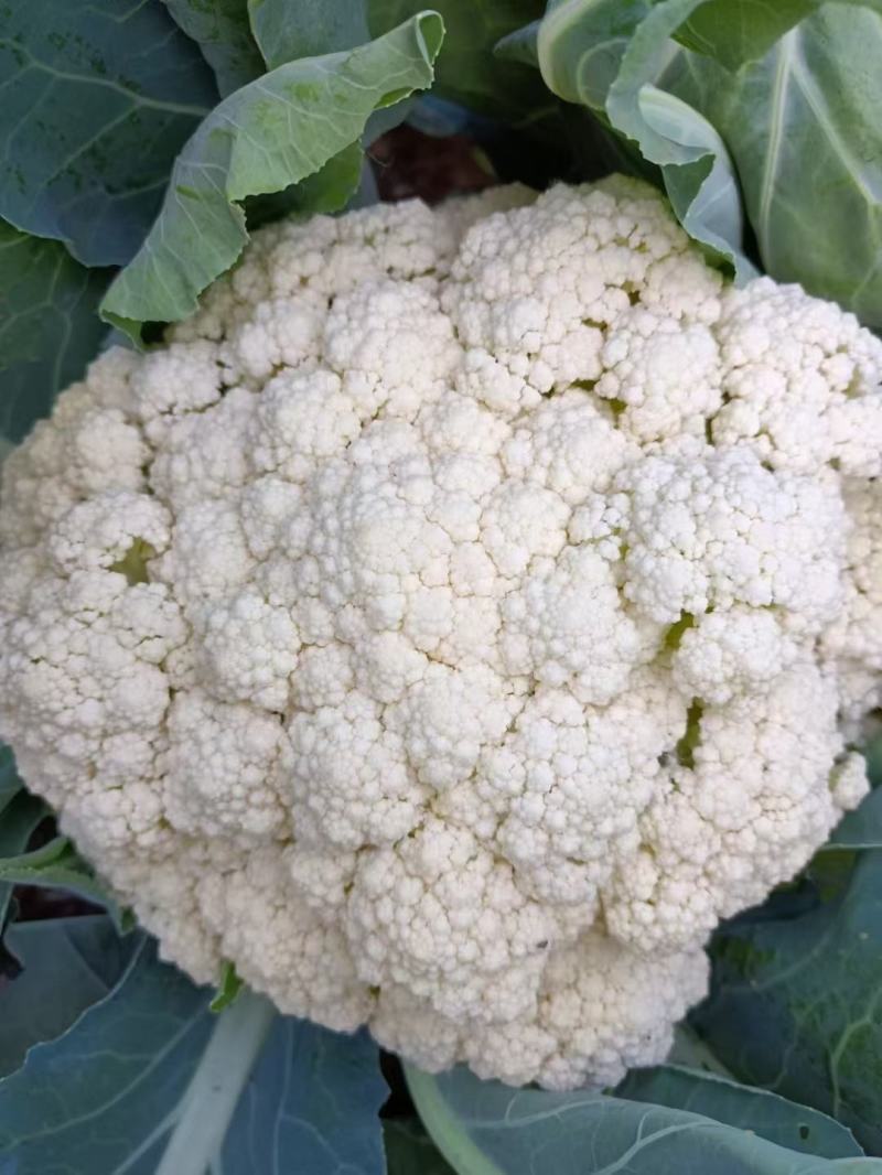 《精选》有机松花菜大量上市河北产地直供质量上乘