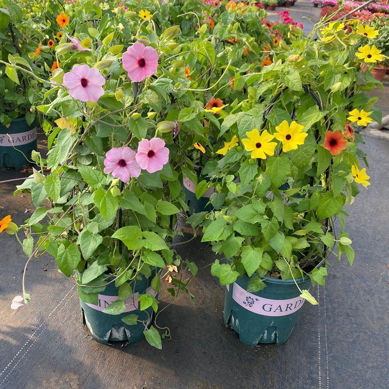 黑眼苏珊大花盆栽花卉四季开花耐热好养庭院室内阳台客厅植物