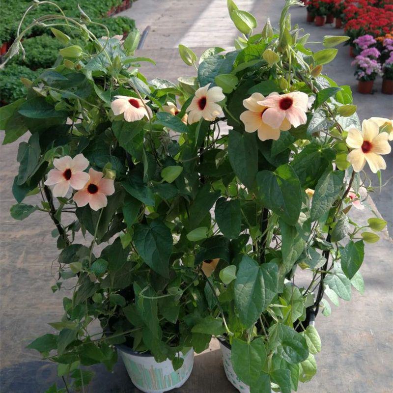 黑眼苏珊大花盆栽花卉四季开花耐热好养庭院室内阳台客厅植物