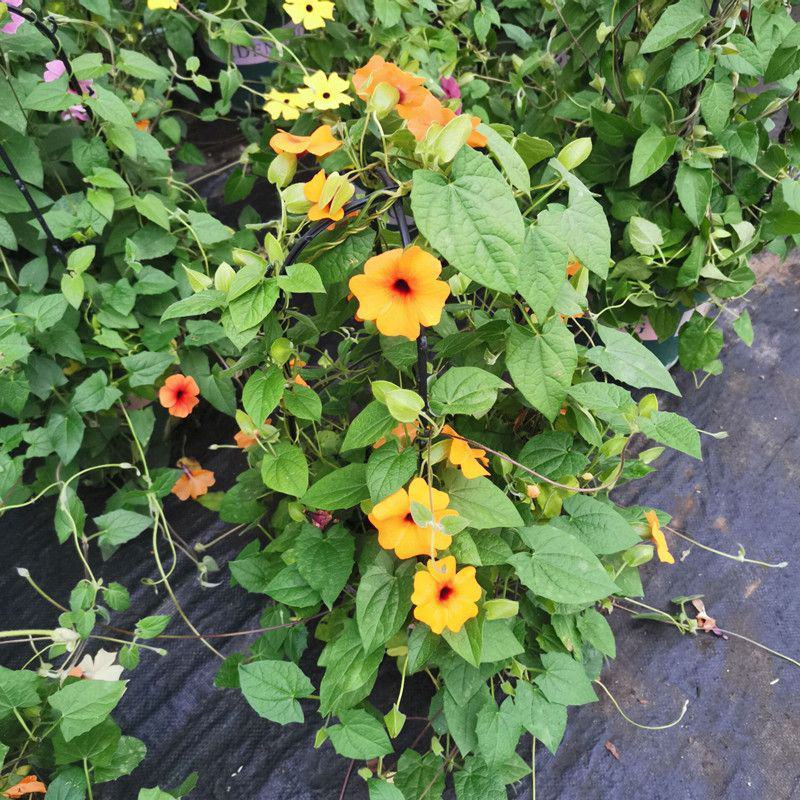 黑眼苏珊大花盆栽花卉四季开花耐热好养庭院室内阳台客厅植物