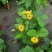 黑眼苏珊大花盆栽花卉四季开花耐热好养庭院室内阳台客厅植物