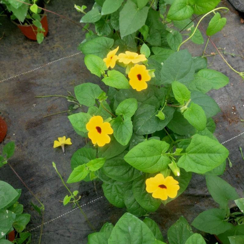 黑眼苏珊大花盆栽花卉四季开花耐热好养庭院室内阳台客厅植物