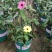 黑眼苏珊大花盆栽花卉四季开花耐热好养庭院室内阳台客厅植物