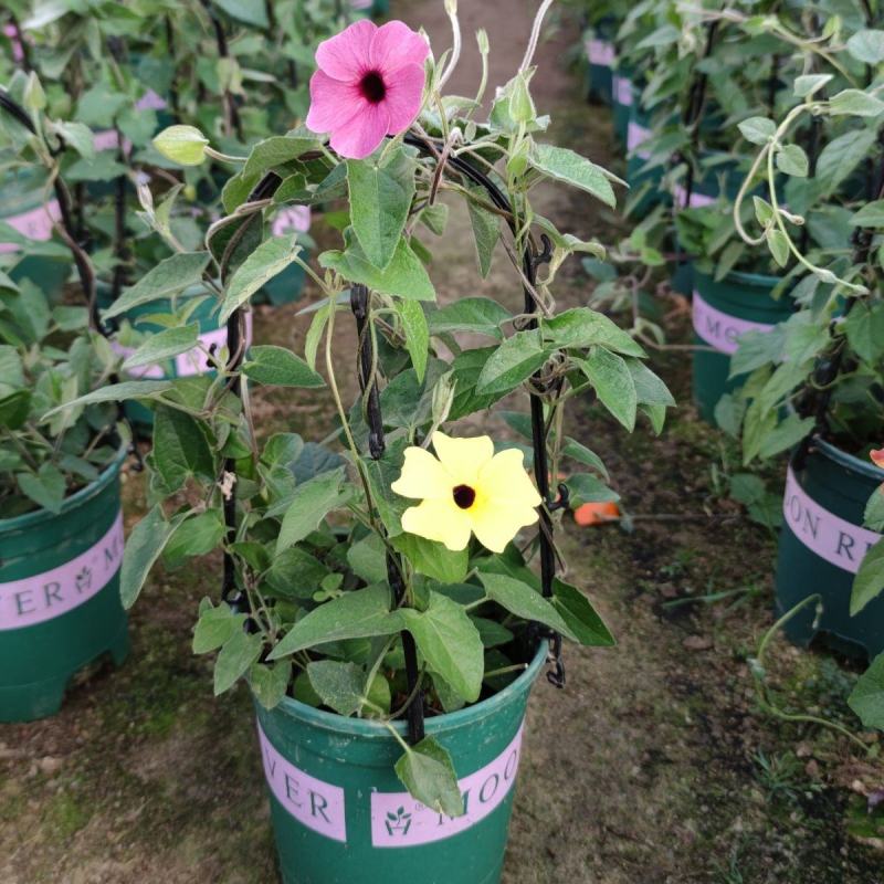 黑眼苏珊大花盆栽花卉四季开花耐热好养庭院室内阳台客厅植物