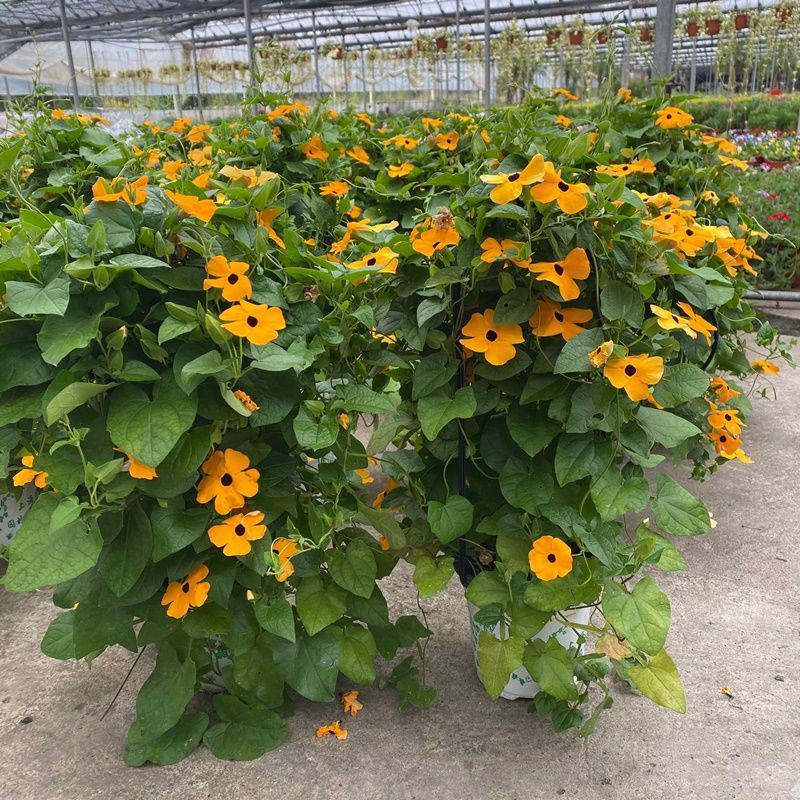 黑眼苏珊大花盆栽花卉四季开花耐热好养庭院室内阳台客厅植物