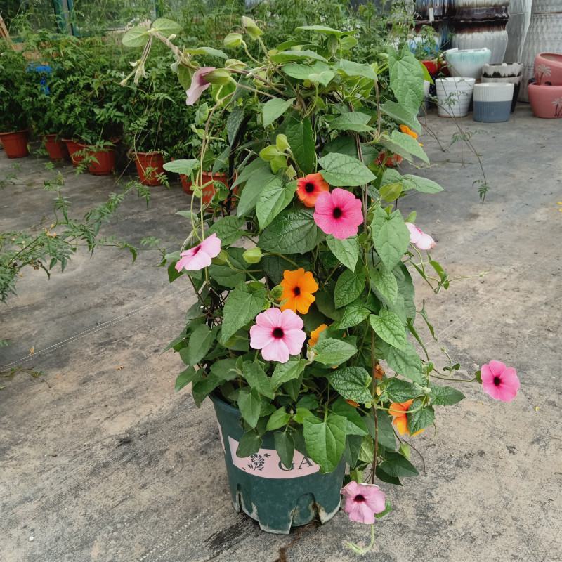 黑眼苏珊大花盆栽花卉四季开花耐热好养庭院室内阳台客厅植物