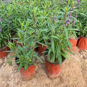 香彩雀盆栽带花苞阳台庭院耐热耐晒四季开花植物花坛工程