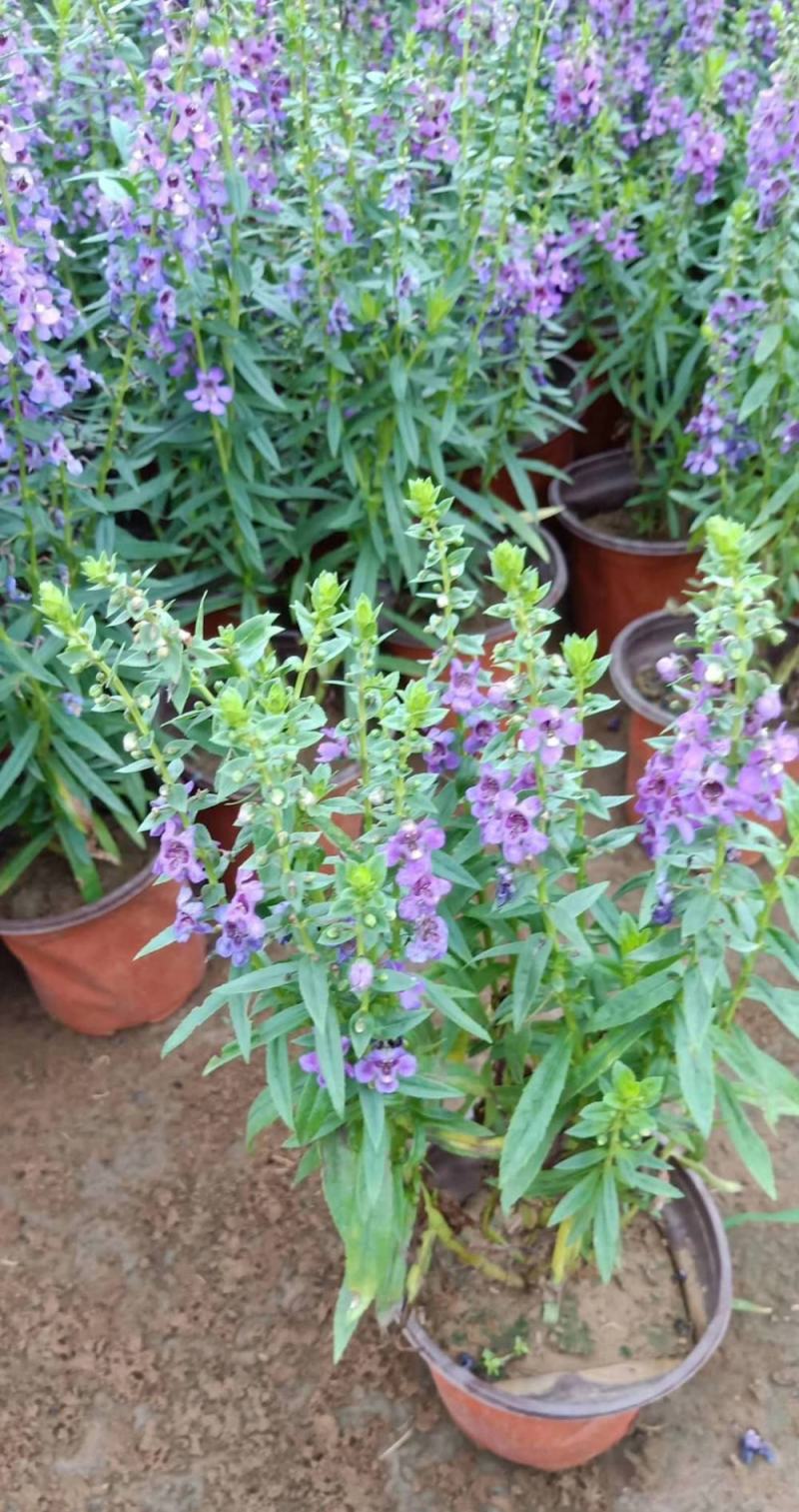 香彩雀盆栽带花苞阳台庭院耐热耐晒四季开花植物花坛工程