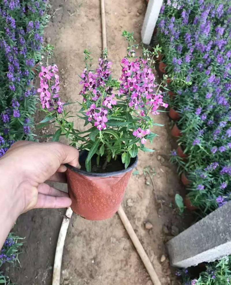 香彩雀盆栽带花苞阳台庭院耐热耐晒四季开花植物花坛工程