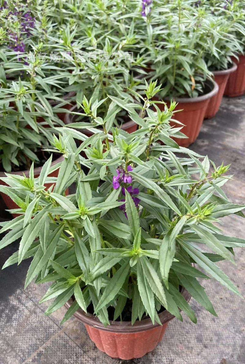 香彩雀盆栽带花苞阳台庭院耐热耐晒四季开花植物花坛工程