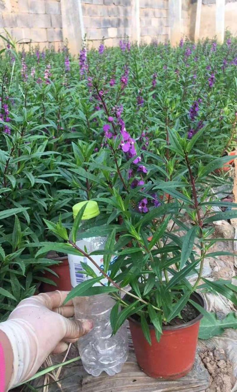 香彩雀盆栽带花苞阳台庭院耐热耐晒四季开花植物花坛工程