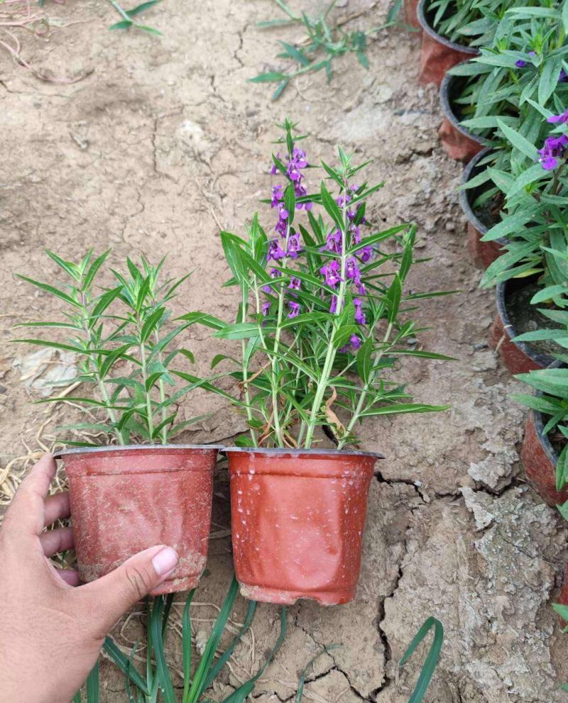 香彩雀盆栽带花苞阳台庭院耐热耐晒四季开花植物花坛工程