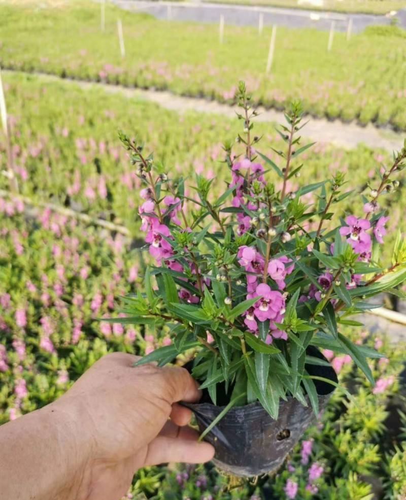 香彩雀盆栽带花苞阳台庭院耐热耐晒四季开花植物花坛工程