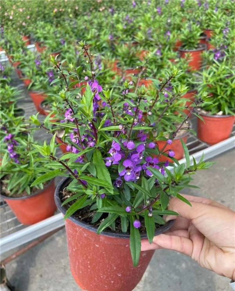 香彩雀盆栽带花苞阳台庭院耐热耐晒四季开花植物花坛工程