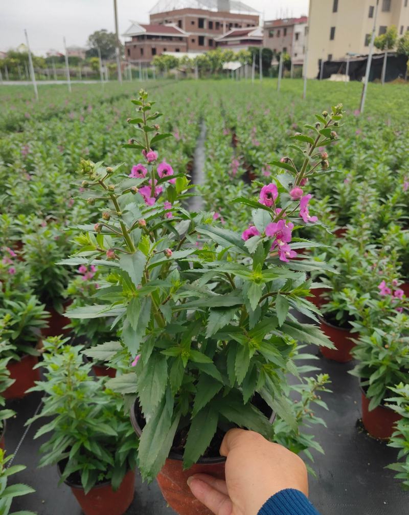 香彩雀盆栽带花苞阳台庭院耐热耐晒四季开花植物花坛工程
