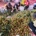 广东湛江徐闻妃子笑荔枝，白糖罂荔枝。专业代办。